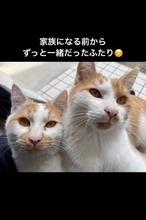 お家に迎えられる前から『ずっと一緒だった兄弟猫』…心温まる"2匹の軌跡"に感動の声続出「泣ける」「涙が出てきちゃった」と16万再生
