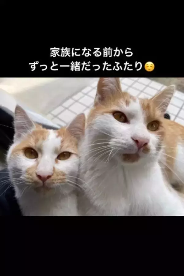 お家に迎えられる前から『ずっと一緒だった兄弟猫』…心温まる"2匹の軌跡"に感動の声続出「泣ける」「涙が出てきちゃった」と16万再生