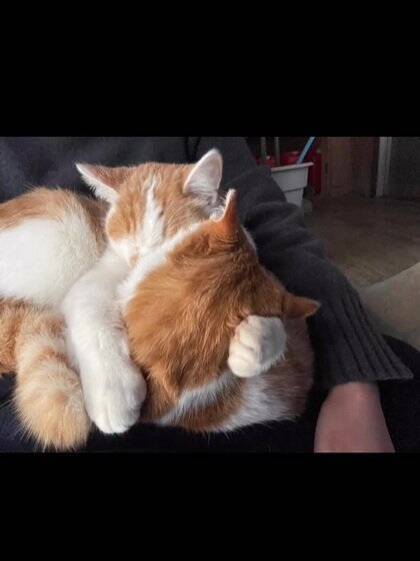 お家に迎えられる前から『ずっと一緒だった兄弟猫』…心温まる"2匹の軌跡"に感動の声続出「泣ける」「涙が出てきちゃった」と16万再生