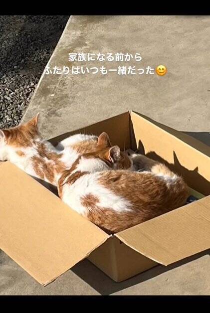 お家に迎えられる前から『ずっと一緒だった兄弟猫』…心温まる"2匹の軌跡"に感動の声続出「泣ける」「涙が出てきちゃった」と16万再生