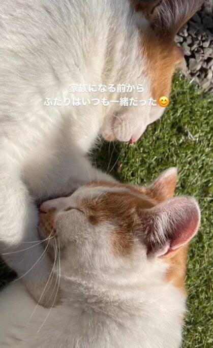 お家に迎えられる前から『ずっと一緒だった兄弟猫』…心温まる"2匹の軌跡"に感動の声続出「泣ける」「涙が出てきちゃった」と16万再生