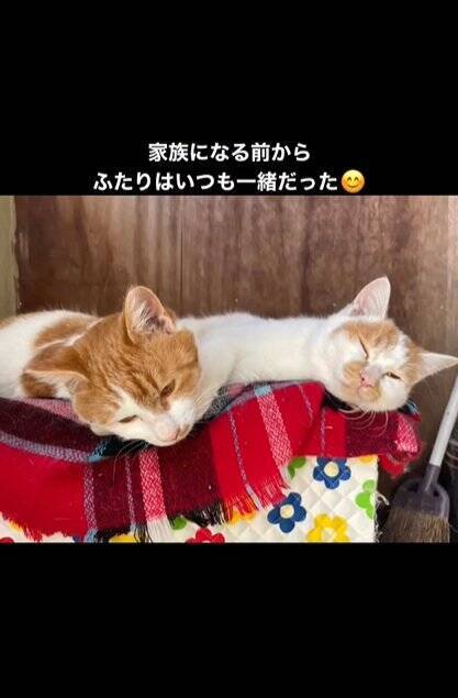 お家に迎えられる前から『ずっと一緒だった兄弟猫』…心温まる"2匹の軌跡"に感動の声続出「泣ける」「涙が出てきちゃった」と16万再生