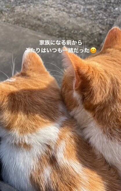お家に迎えられる前から『ずっと一緒だった兄弟猫』…心温まる"2匹の軌跡"に感動の声続出「泣ける」「涙が出てきちゃった」と16万再生