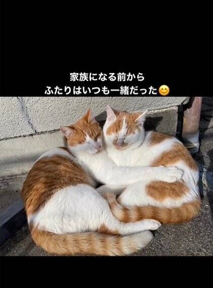 お家に迎えられる前から『ずっと一緒だった兄弟猫』…心温まる"2匹の軌跡"に感動の声続出「泣ける」「涙が出てきちゃった」と16万再生