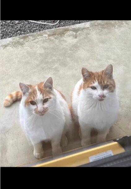 お家に迎えられる前から『ずっと一緒だった兄弟猫』…心温まる"2匹の軌跡"に感動の声続出「泣ける」「涙が出てきちゃった」と16万再生