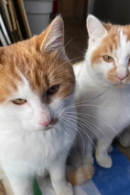 お家に迎えられる前から『ずっと一緒だった兄弟猫』…心温まる"2匹の軌跡"に感動の声続出「泣ける」「涙が出てきちゃった」と16万再生