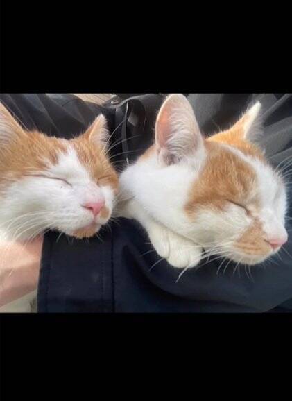 お家に迎えられる前から『ずっと一緒だった兄弟猫』…心温まる"2匹の軌跡"に感動の声続出「泣ける」「涙が出てきちゃった」と16万再生