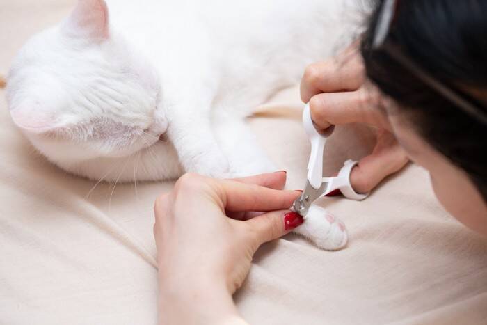 猫の『爪から血』が出ているときの原因6つ　予防のコツや対処方法も解説