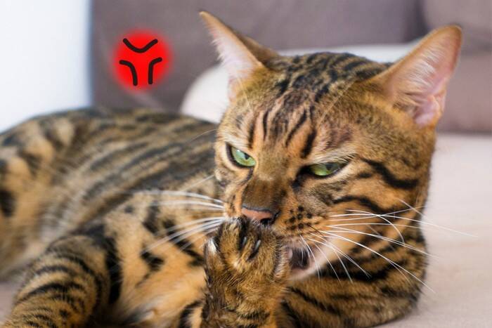 猫の『爪から血』が出ているときの原因6つ　予防のコツや対処方法も解説