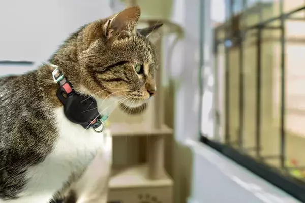 猫につけるべきではない『首輪』の特徴5つ　危険なトラブルの可能性も？選び方のコツまで