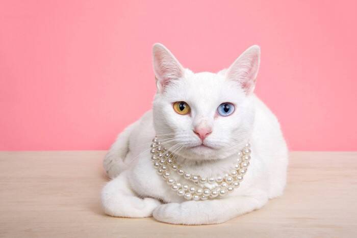 猫につけるべきではない『首輪』の特徴5つ　危険なトラブルの可能性も？選び方のコツまで