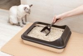 猫が『トイレを我慢』しているときの行動5つ　考えられる原因から放置する危険性まで