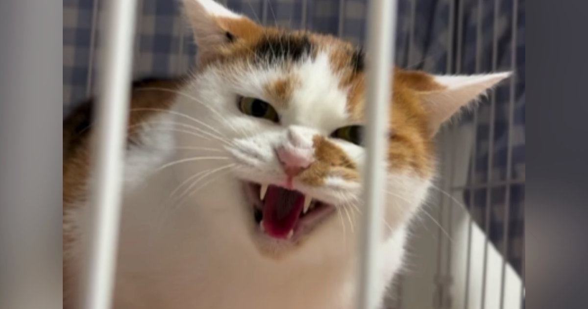 シャーッと全力で威嚇していた保護猫→だんだんと『変化』していって…現在の『驚きの光景』に「えええええ凄い」「激変したね」と反響