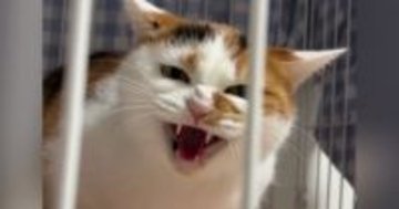 シャーッと全力で威嚇していた保護猫→だんだんと『変化』していって…現在の『驚きの光景』に「えええええ凄い」「激変したね」と反響