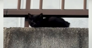 保護されたばかりで『怯えていた子猫』が、30分後には……まさかの『変化』に感動の声「うれしくて泣けてくる」「出会えてよかった」