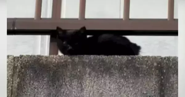 保護されたばかりで『怯えていた子猫』が、30分後には……まさかの『変化』に感動の声「うれしくて泣けてくる」「出会えてよかった」