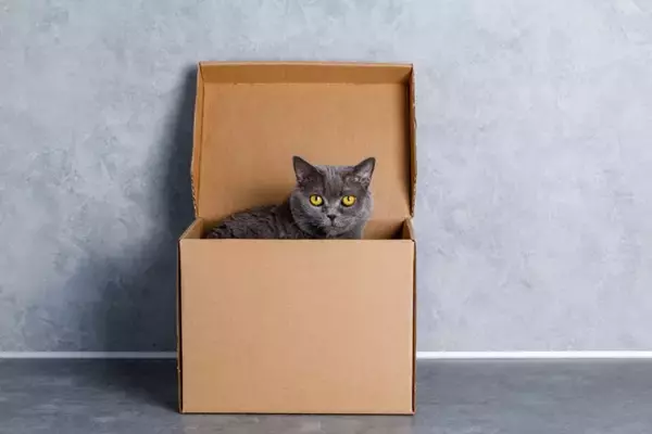 猫が『悲しい』と感じているときに見せるサイン3つ　見分けるポイントから上手な接し方まで