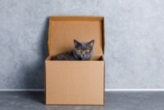 猫が『悲しい』と感じているときに見せるサイン3つ　見分けるポイントから上手な接し方まで