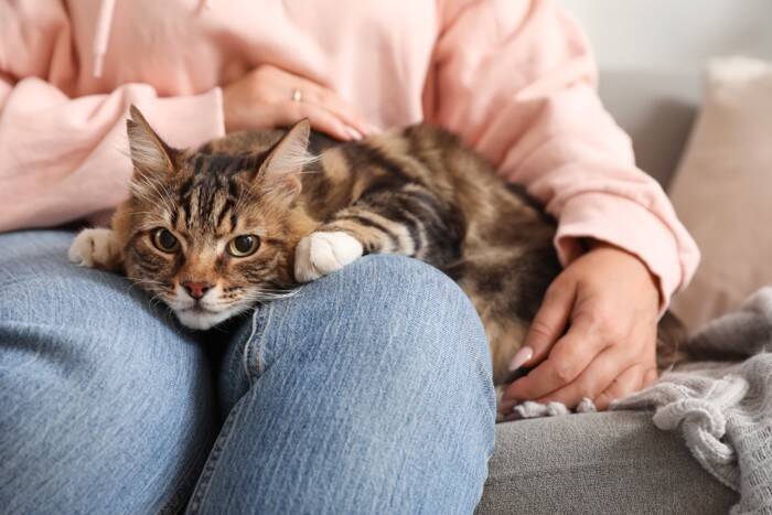 猫が『悲しい』と感じているときに見せるサイン3つ　見分けるポイントから上手な接し方まで