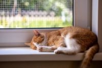 春から夏の間に表れる『猫の変化』3つ　注意すべきポイントからケアの方法まで解説