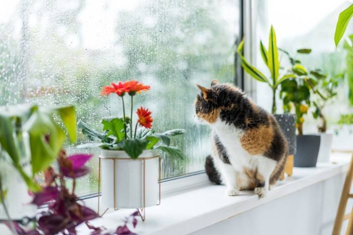 春から夏の間に表れる『猫の変化』3つ　注意すべきポイントからケアの方法まで解説