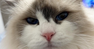 ふわふわの長毛猫→立派に成長した『耳毛』を軽く整えると…まさかの光景に「ぱっと見本体がどっちか分からんｗ」「えーツノみたい」と話題に