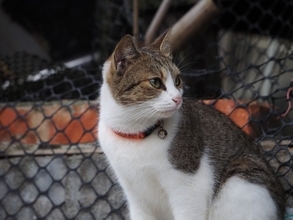 増え続ける「猫飼い人口」を背景に、コンビニが狙う「猫ちゃん商品」の消費拡大　台湾
