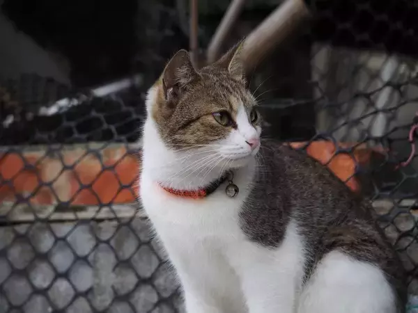 増え続ける「猫飼い人口」を背景に、コンビニが狙う「猫ちゃん商品」の消費拡大　台湾