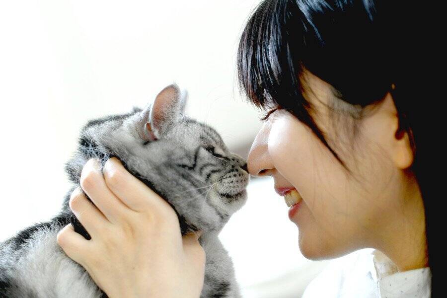 増え続ける「猫飼い人口」を背景に、コンビニが狙う「猫ちゃん商品」の消費拡大　台湾