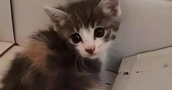 物置に迷い込んだ『1匹の小さな子猫』を保護したら…家族になるまでの記録が133万再生「破壊力がすごい」「めちゃめちゃ可愛い」