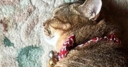 『レイアウト考えて寝てるのかな』→玄関マットの上にいる猫を見たら…まさかの光景に「完璧でした」「すてきなタペストリー」と211万表示