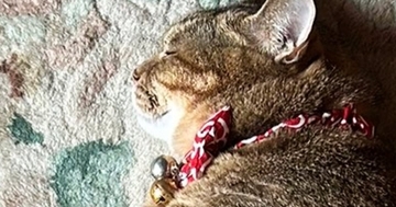 『レイアウト考えて寝てるのかな』→玄関マットの上にいる猫を見たら…まさかの光景に「完璧でした」「すてきなタペストリー」と211万表示