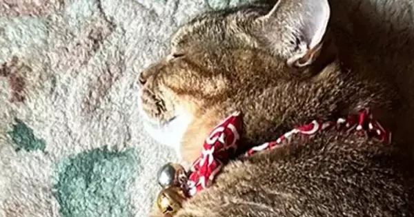 『レイアウト考えて寝てるのかな』→玄関マットの上にいる猫を見たら…まさかの光景に「完璧でした」「すてきなタペストリー」と211万表示