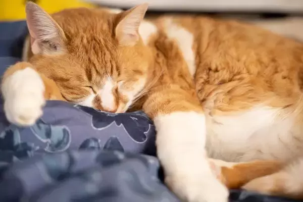 猫の健康をサポートする『ツボマッサージ』3選　いつものスキンシップに癒やしをプラス！