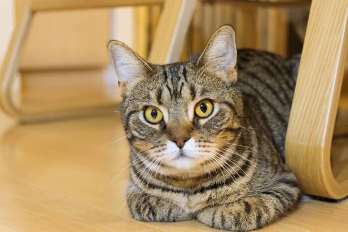 猫の健康をサポートする『ツボマッサージ』3選　いつものスキンシップに癒やしをプラス！