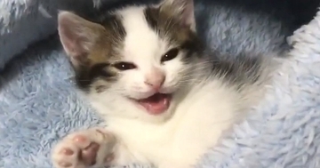 『ベッドで眠たそうにしていた子猫』→訴えるように鳴き始めて…あまりにも癒される光景が88万再生「可愛くてたまらん」「頬が緩んだ」