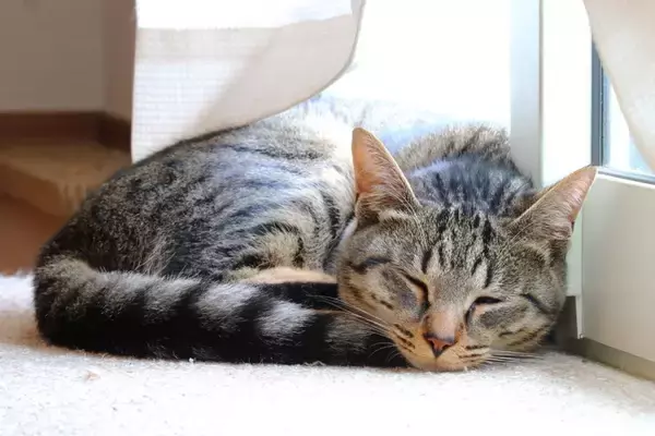 猫には『被毛のタイプ』が4種類ある？意外なルーツからケア方法まで解説