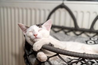 猫が『寝ながら口を動かす』ときの原因4つ　夢をみているの？可愛い仕草のワケとは