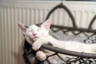 猫が『寝ながら口を動かす』ときの原因4つ　夢をみているの？可愛い仕草のワケとは