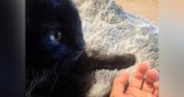 ソファに座ると愛猫がやってきて…次の瞬間→あまりにも尊すぎる『日課の様子』に２万いいね「めっちゃ可愛い」「たまらない」