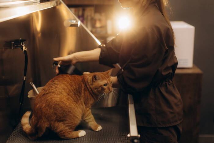 猫と暮らす部屋のニオイを『消臭する方法』5選　原因別の対処法や避けるべきNG行為