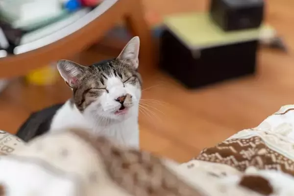愛猫があなたの呼びかけに『返事している』ときのサイン5つ　無視しているワケではない？猫なりの返答方法とは