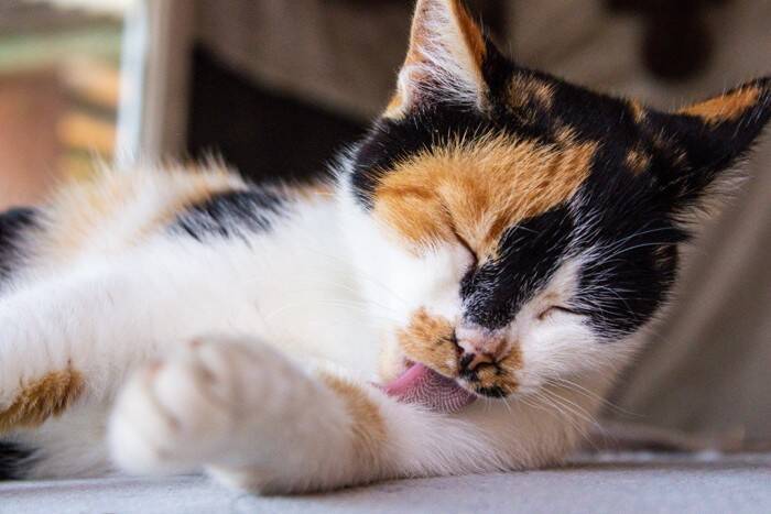 猫が『退屈だなあ』と感じているときのサイン4選　暇そうにしている愛猫を満足させる方法も