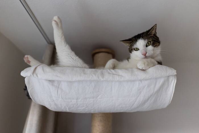 猫が『退屈だなあ』と感じているときのサイン4選　暇そうにしている愛猫を満足させる方法も