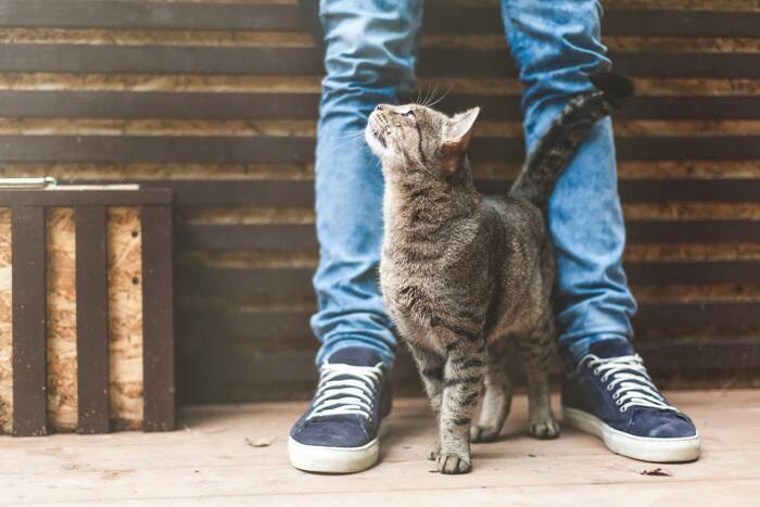 ふとした瞬間に感じる『猫のカッコいい一面』5選　思わず見惚れてしまう姿や魅力とは
