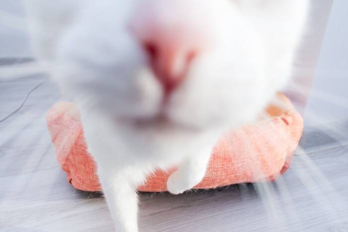 猫があなたの『顔の上に乗りたがる』心理4選　顔を選ぶ理由や穏便に対処する方法も