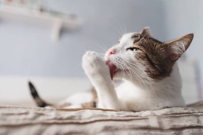 猫があなたの『顔の上に乗りたがる』心理4選　顔を選ぶ理由や穏便に対処する方法も