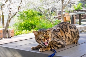猫が『ゴキゲンななめ』なときの対処法6つ　どう接したらいいの？やってはいけないNG行為も