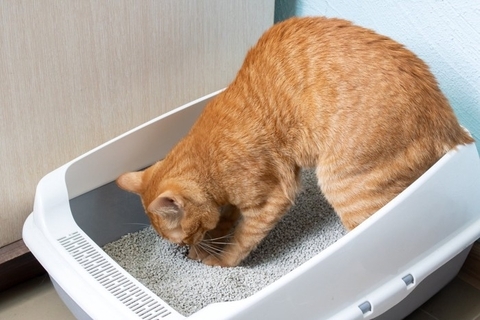 猫にとって厄介な『膀胱炎』の症状4つ　発症しやすい猫の特徴から予防法まで解説