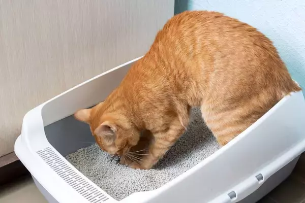 猫にとって厄介な『膀胱炎』の症状4つ　発症しやすい猫の特徴から予防法まで解説